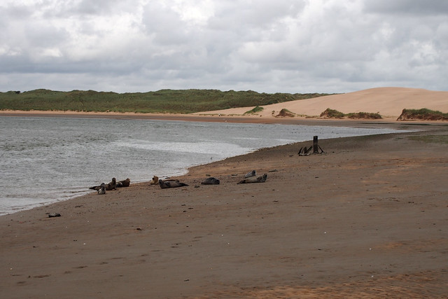 Seals at Forvie National Nature Reserve