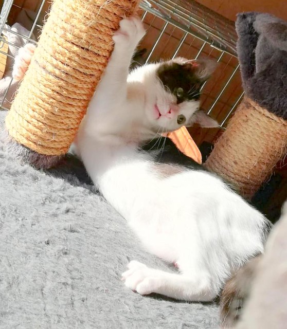 Gizmo, gatito blanco y humo esterilizado, muy dulce nacido en Diciembre´19, en adopción. Valencia. ADOPTADO. 49749044691_11bc5fb269_z