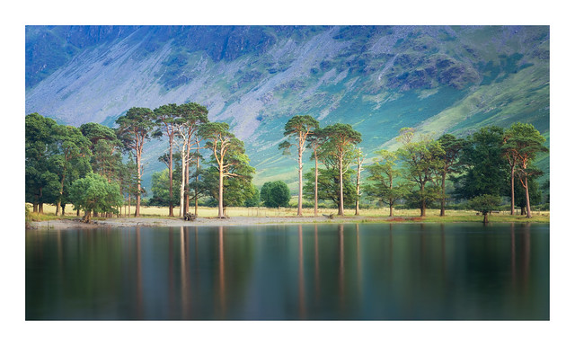 Buttermere Pines