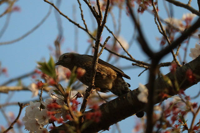 Brown-eared Bulbul & cherry blossoms