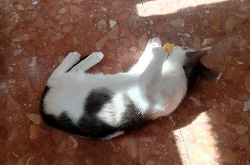 Gizmo, gatito blanco y humo esterilizado, muy dulce nacido en Diciembre´19, en adopción. Valencia. ADOPTADO. 49749372192_c473776ac0