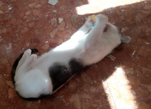 Gizmo, gatito blanco y humo esterilizado, muy dulce nacido en Diciembre´19, en adopción. Valencia. ADOPTADO. 49749372217_b650c4293a
