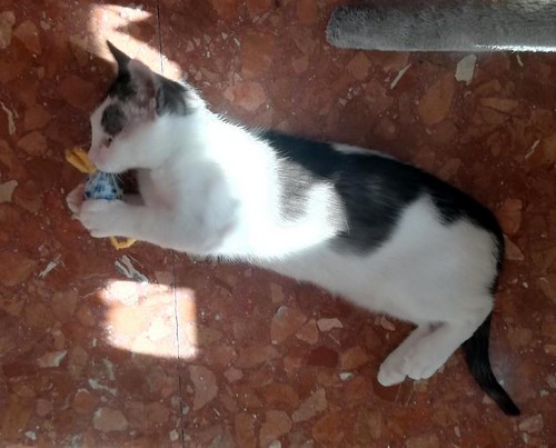 Gizmo, gatito blanco y humo esterilizado, muy dulce nacido en Diciembre´19, en adopción. Valencia. ADOPTADO. 49749372242_ee76a2fa09