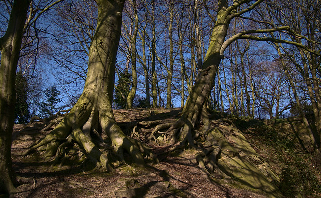 Beech Wood