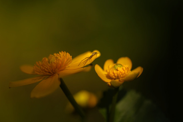 Marsh Marigold Flower