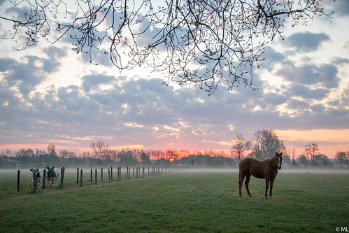 sunrise mist nature landscape clouds horst cows morning