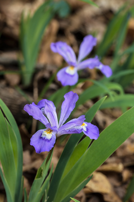 Dwarf crested Iris