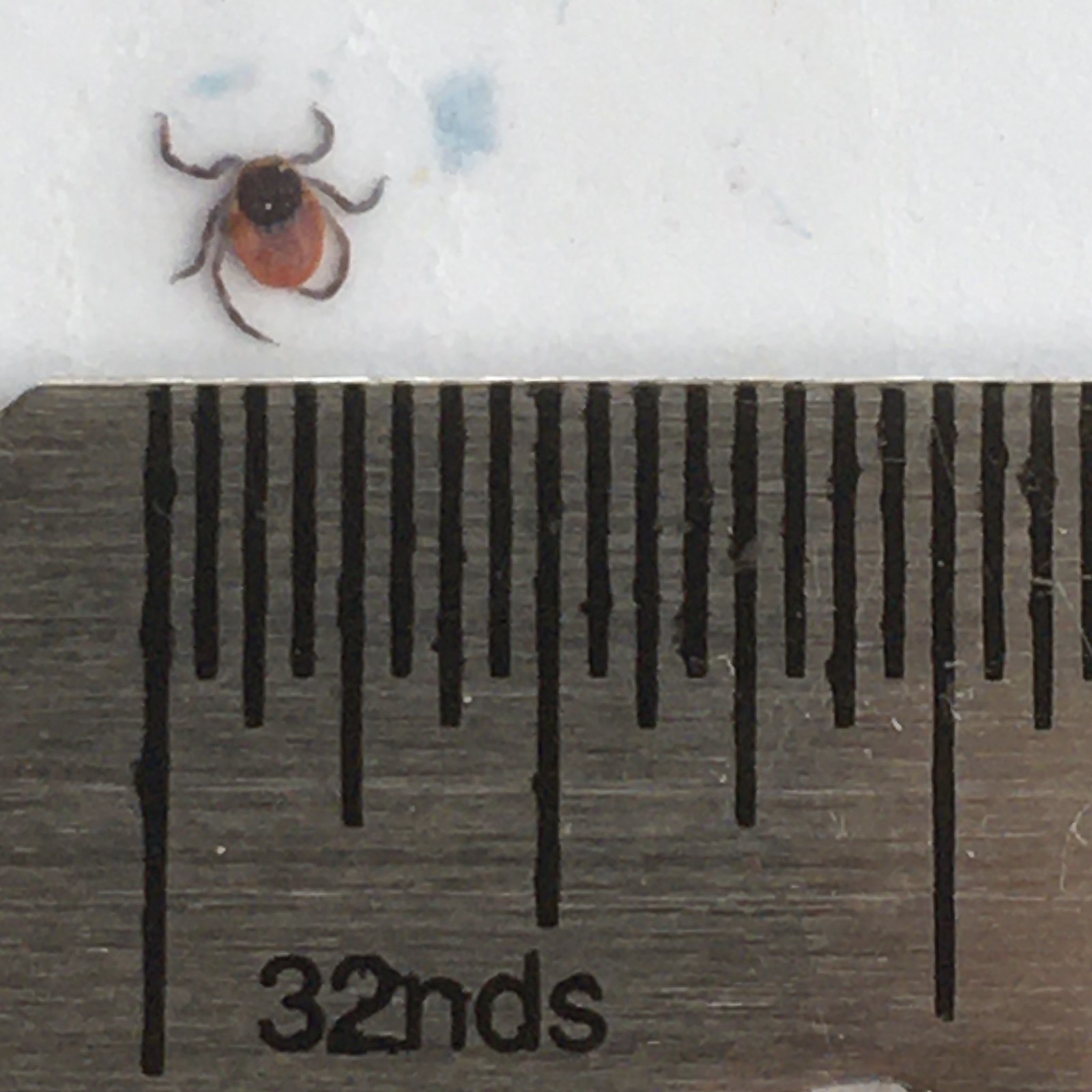 Tick from April 7, 2020