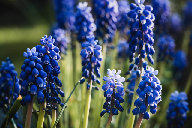 Frühling in Blau - spring in blue