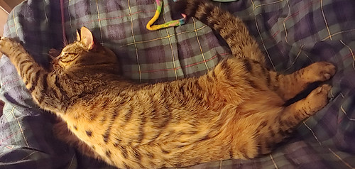 Odilia Harmon-Suzy the contortionist cat