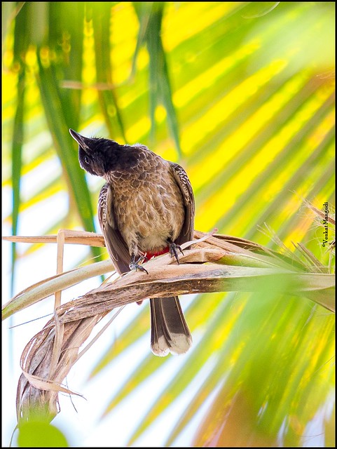 Red-vented bulbul (Pycnonotus cafer)