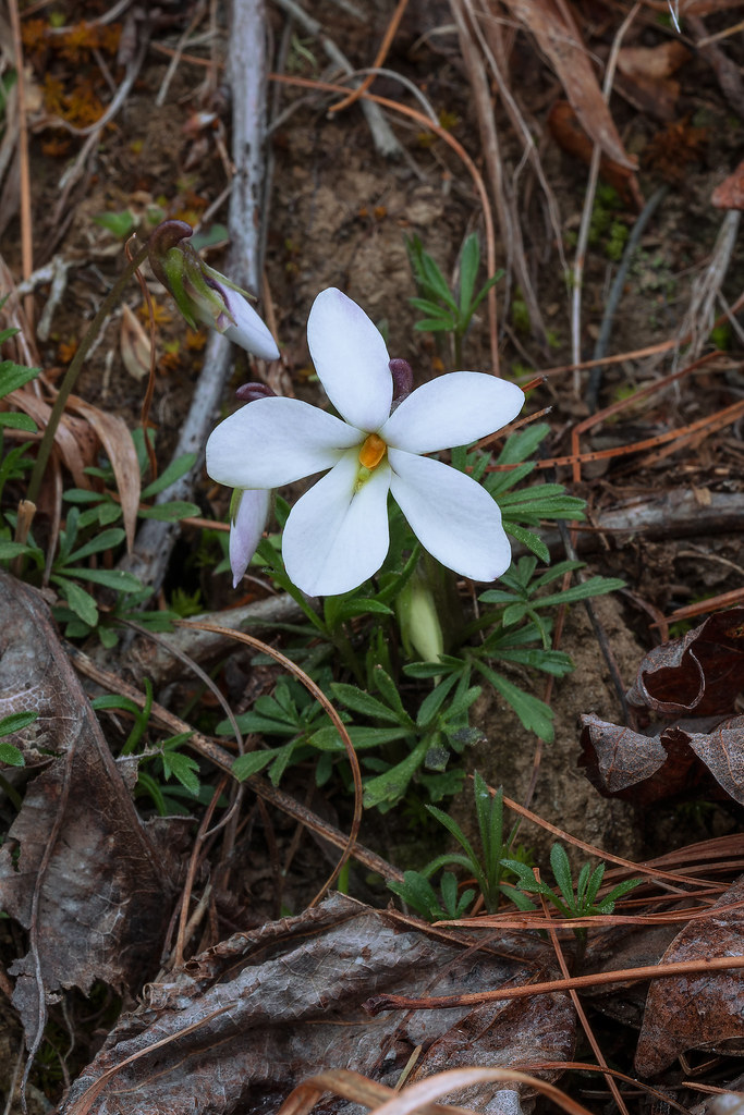 Rare white form of Bird's-foot Violet