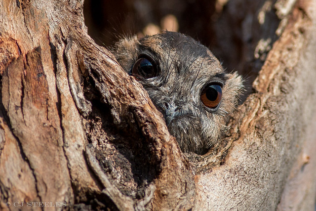 Australian Owlet-nightjar