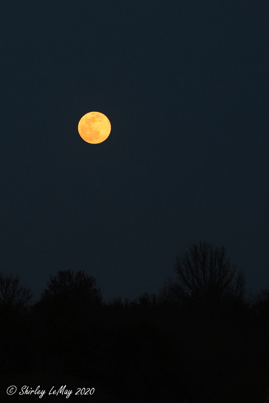 Pink Full Moon