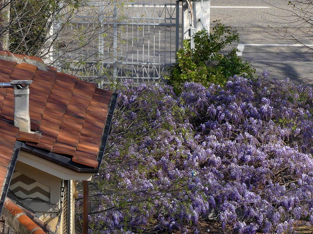 Primavera nel giardino dei vicini: il glicine è già tutto fiorito! Torino, Italia.
