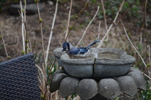 Bird Blue Jay | Doug Haslam | Flickr