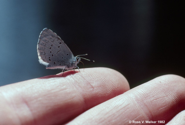 Icarioides Blue Butterfly