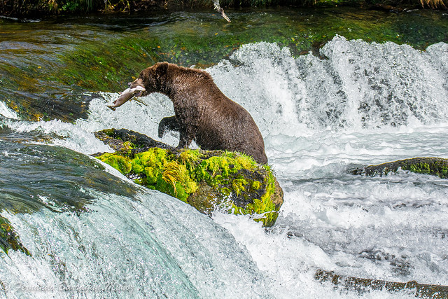 Bear fishing in Alaska