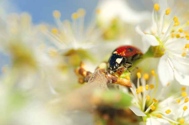 Marienkäfer / Seven-spot ladybird (Coccinella septempunctata)