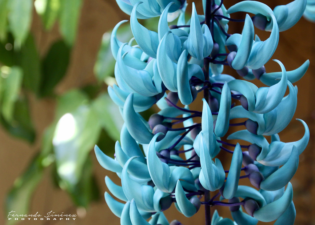 ???????? La flor del jade/Jade flower | Conocida también como pa… | Flickr