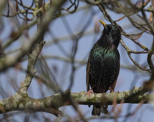 garden starling colourful tree isolation wildlife nature