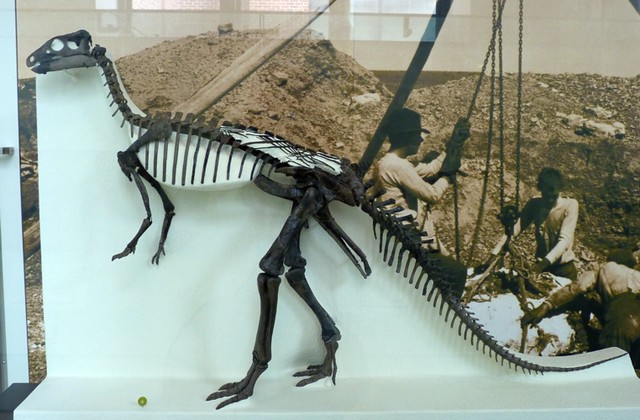 Camptosaurus dispar (2-8-19 AMNH ornithischian, det as nanum)