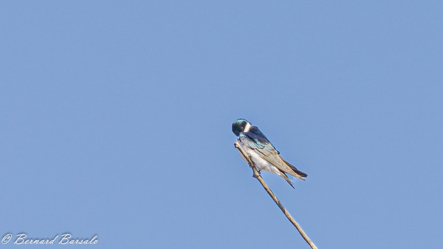 Hirondelle bicolore - Tachycineta bicolor - Tree Swallow