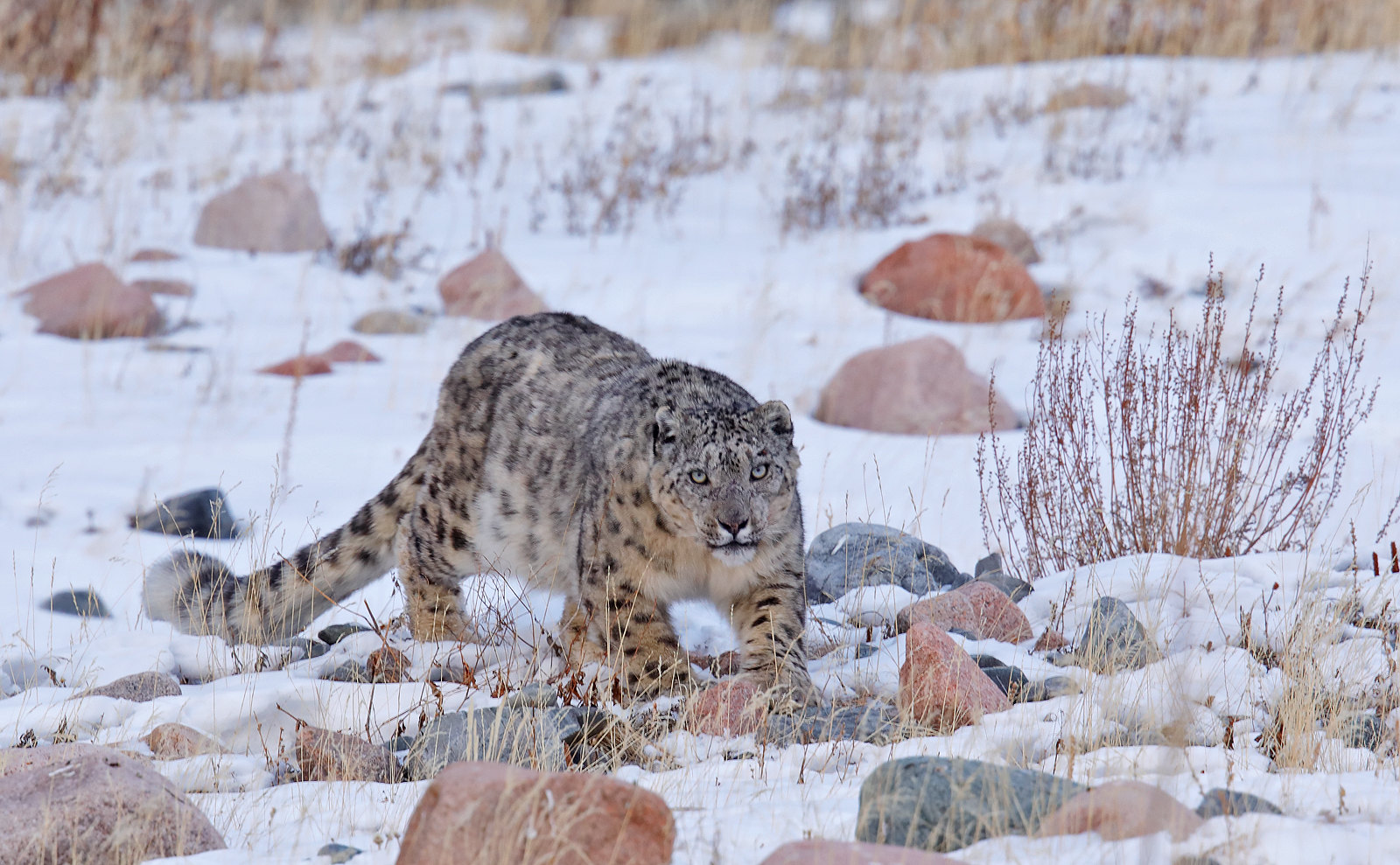 Snow Leopard / Panthera uncia - male