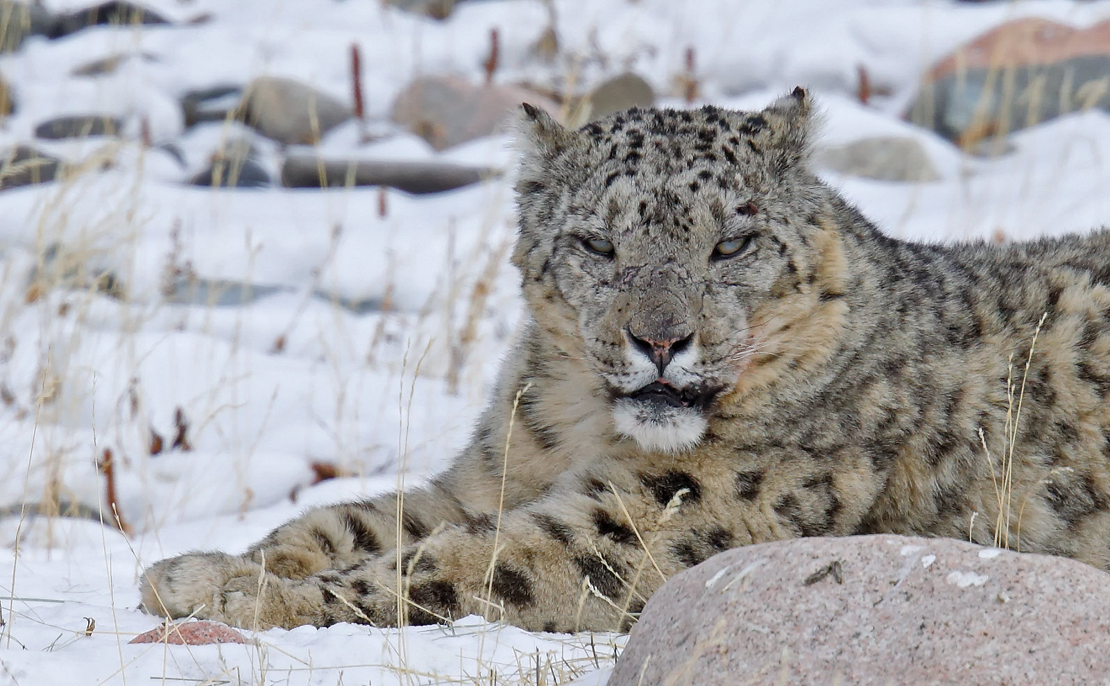 Snow Leopard / Panthera uncia - male