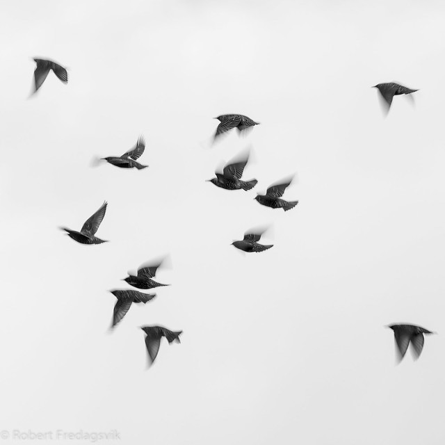 Stær - Common starling