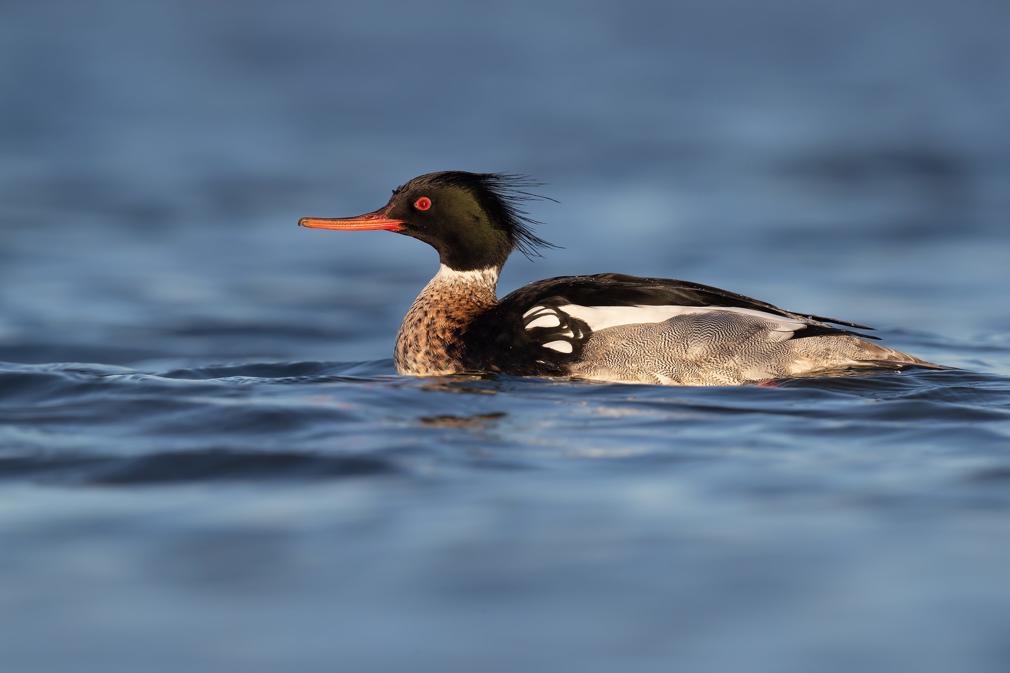 Mergus serrator | Red-breasted Merganser | småskrake