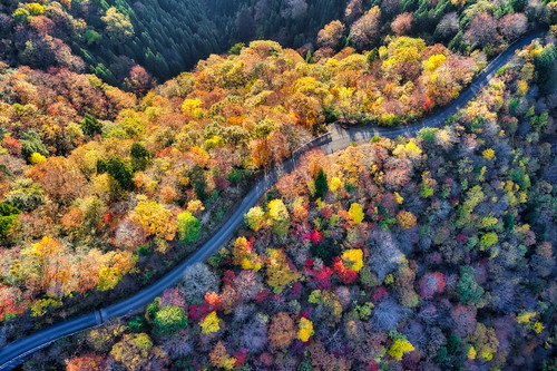 road way forest autumn fall leaf leaves foliage maple mountain hill valley takashima shiga kansai japan season seasonal abstract aerial birds eye drone natural nature landscape scenery background backdrop material fly flight high angle top view down picturesque discovery journey colorful multicolored beautiful dense sunlight sunshine tree sunrise dawn daybreak