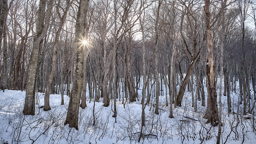 winter forest snow frozen tree tsuta swamp aomori japan ice natural nature landscape scenery backgrounds backdrop material earth environment environmental picturesque adventure discovery white pure purity beautiful real reality wood sunlight sunshine sunset outdoor outside