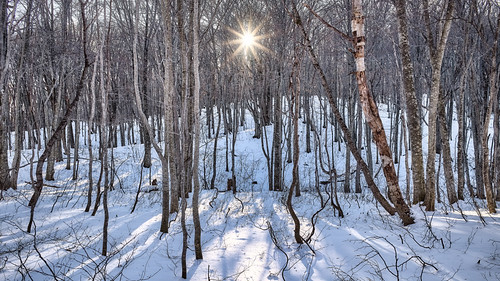 winter snow tree forest frozen tsuta ice nature japan landscape scenery natural earth environmental adventure swamp aomori backgrounds backdrop environment material picturesque wood sunset sunlight white beautiful sunshine real outside outdoor reality pure discovery purity