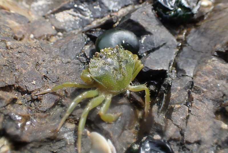 A green crab on rocks