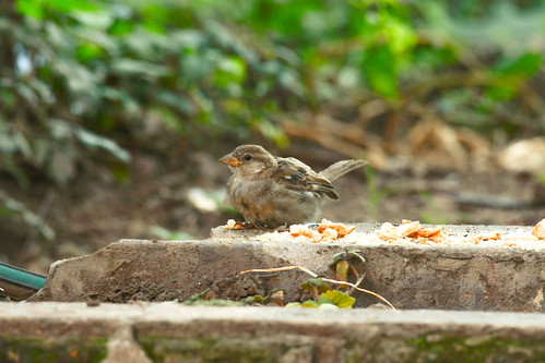 Comida | by PHOTOS BY VEINS