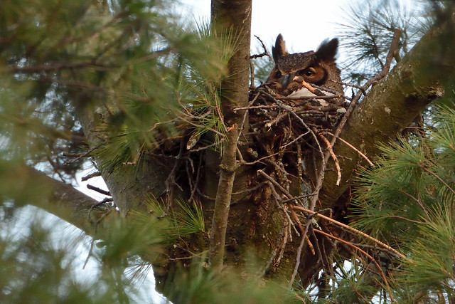 Great Horned Owl on the Nest