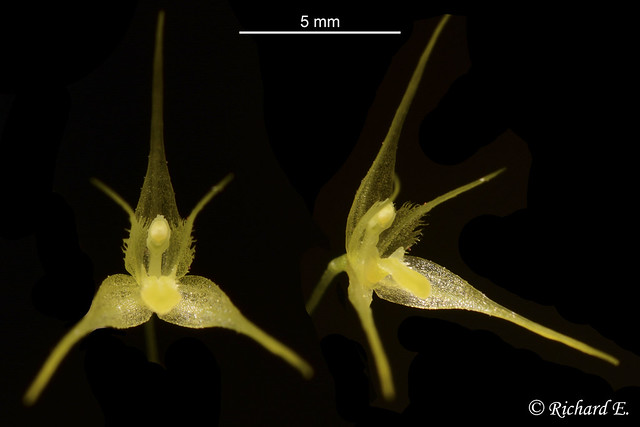 Specklinia zephyrina (Rchb. f.) Luer