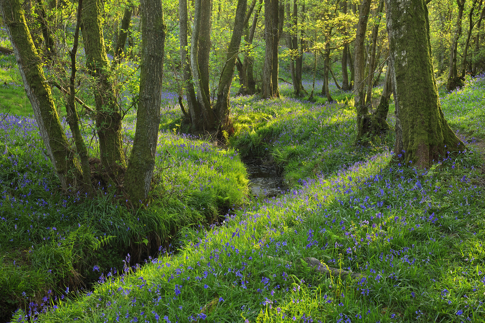 West Sussex Bluebell Wood and Stream