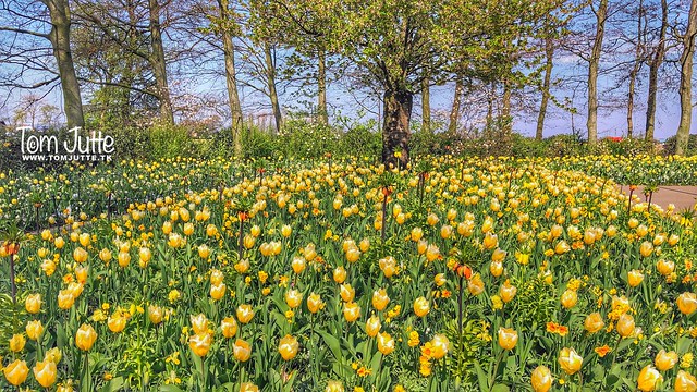 Easter Tulips, Keukenhof, Netherlands - 2442