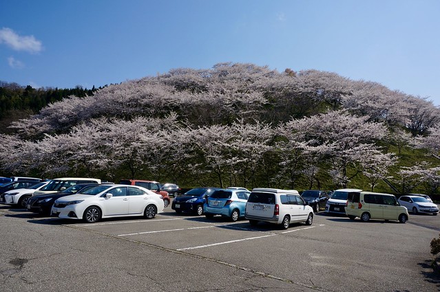 高尾城址公園の桜