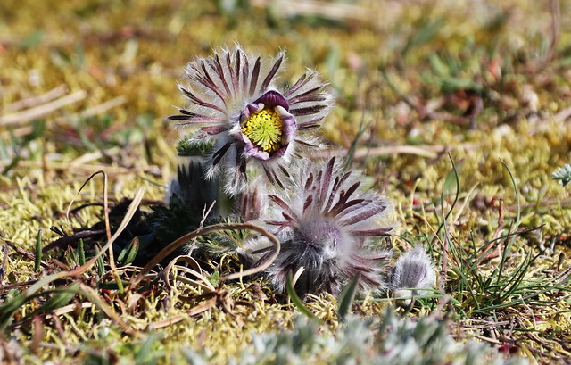 Nikkende kobjælde (Small Pasque Flower / Pulsatilla pratensis)