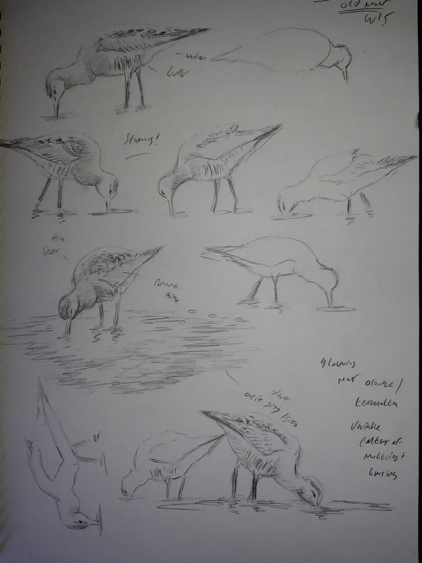 Godwits from @RussBoland 2of2