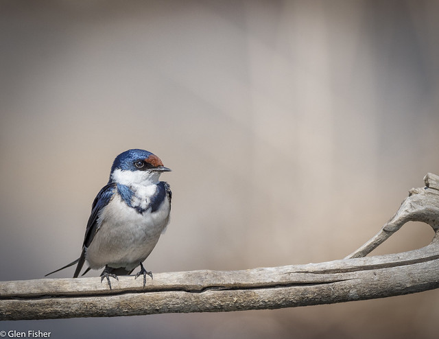 White-throated swallow # 2, Marievale, South Africa