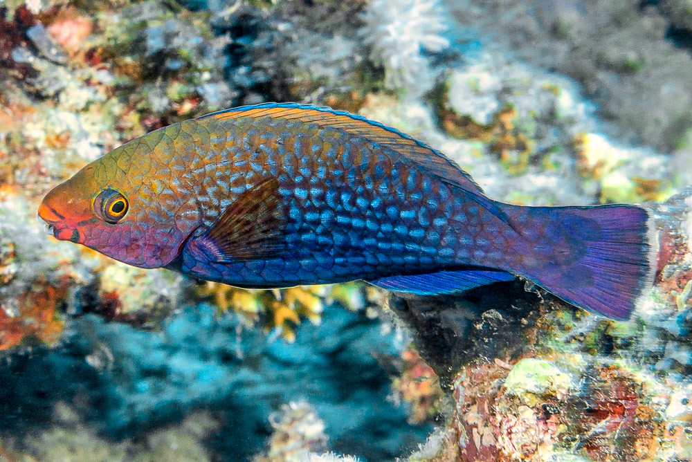 Swarthy parrotfish, young initial phase - Scarus niger