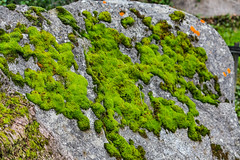 Lichen: 'Nice rock!'