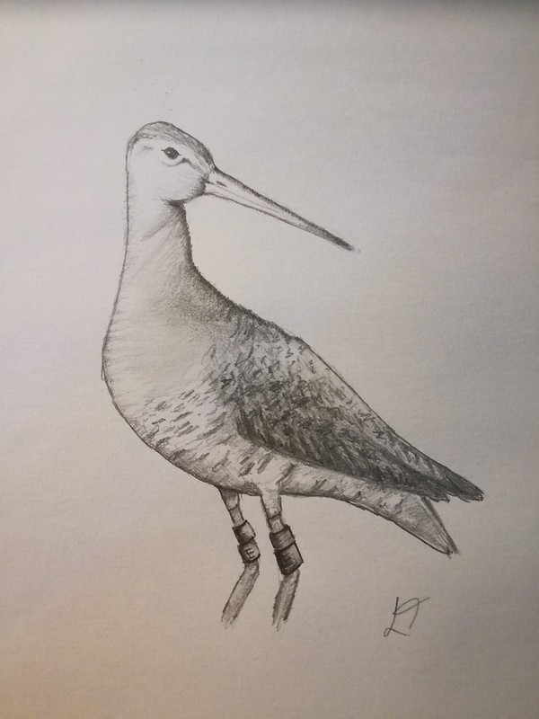 Godwit from @Leanne418Tough