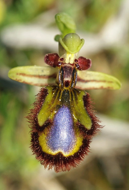 Ophrys speculum - Spiegelragwurz - Mallorca