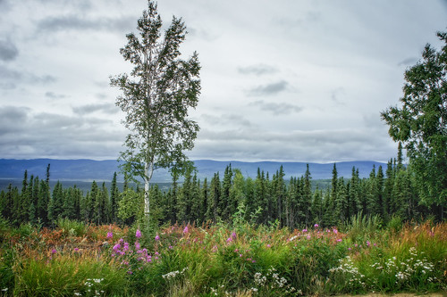 2011 alaska unitedstates fairbanks usa mountain plant flower tree nature forest landscape