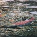 Flickr photo 'Oncorhynchus nerka (Sockeye Salmon) Juneau, Alaska, USA' by: Arthur Chapman.